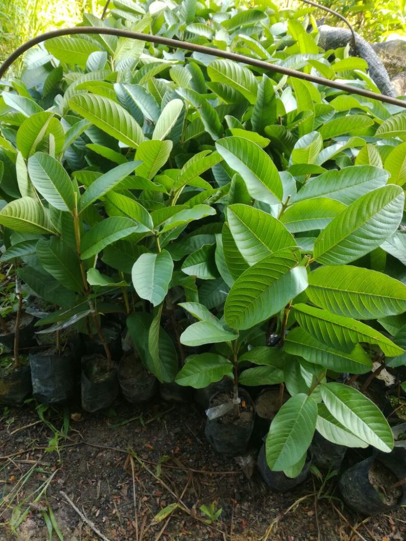 西瓜番石榴苗30~50cm