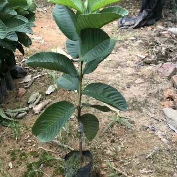 番石榴苗30~50cm