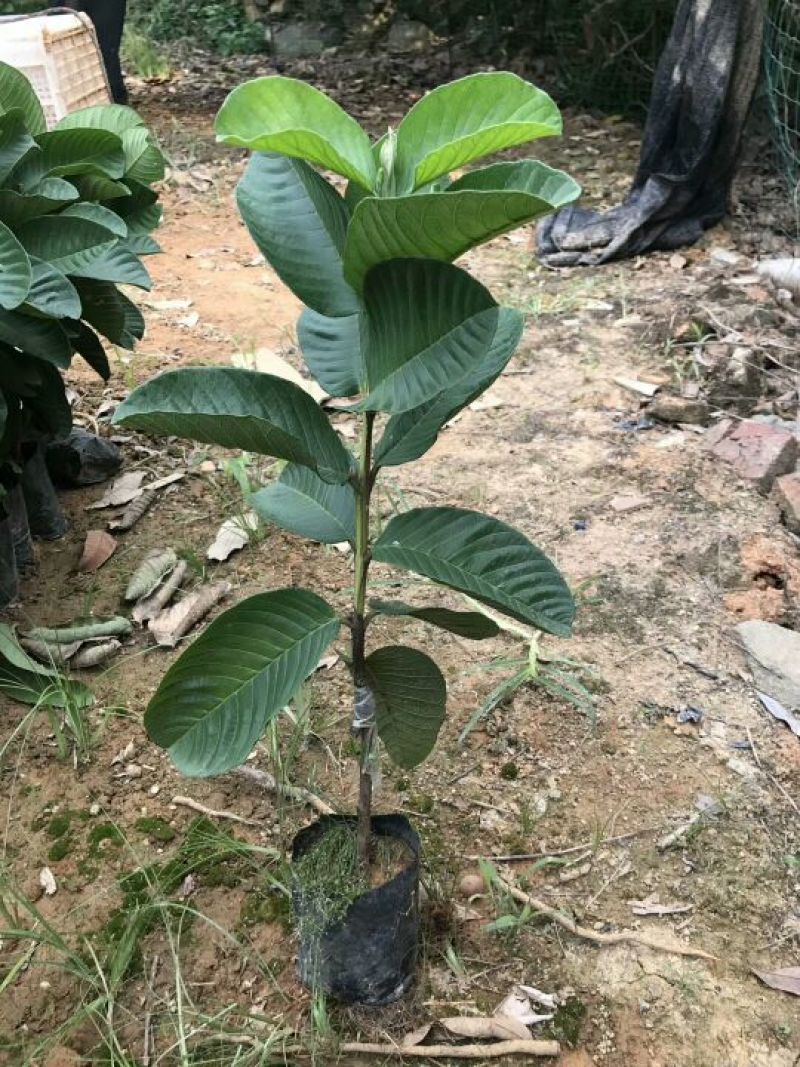 番石榴苗30~50cm