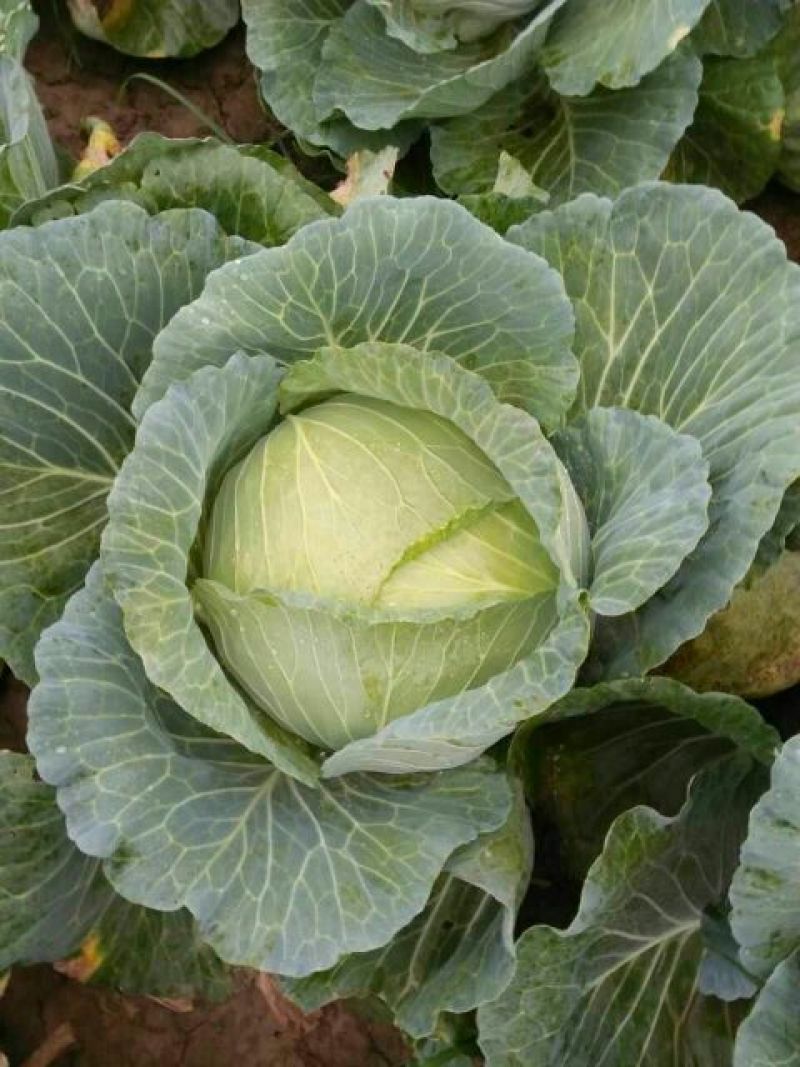 新野扁包菜万亩基地奥奇娜2~3公斤精品