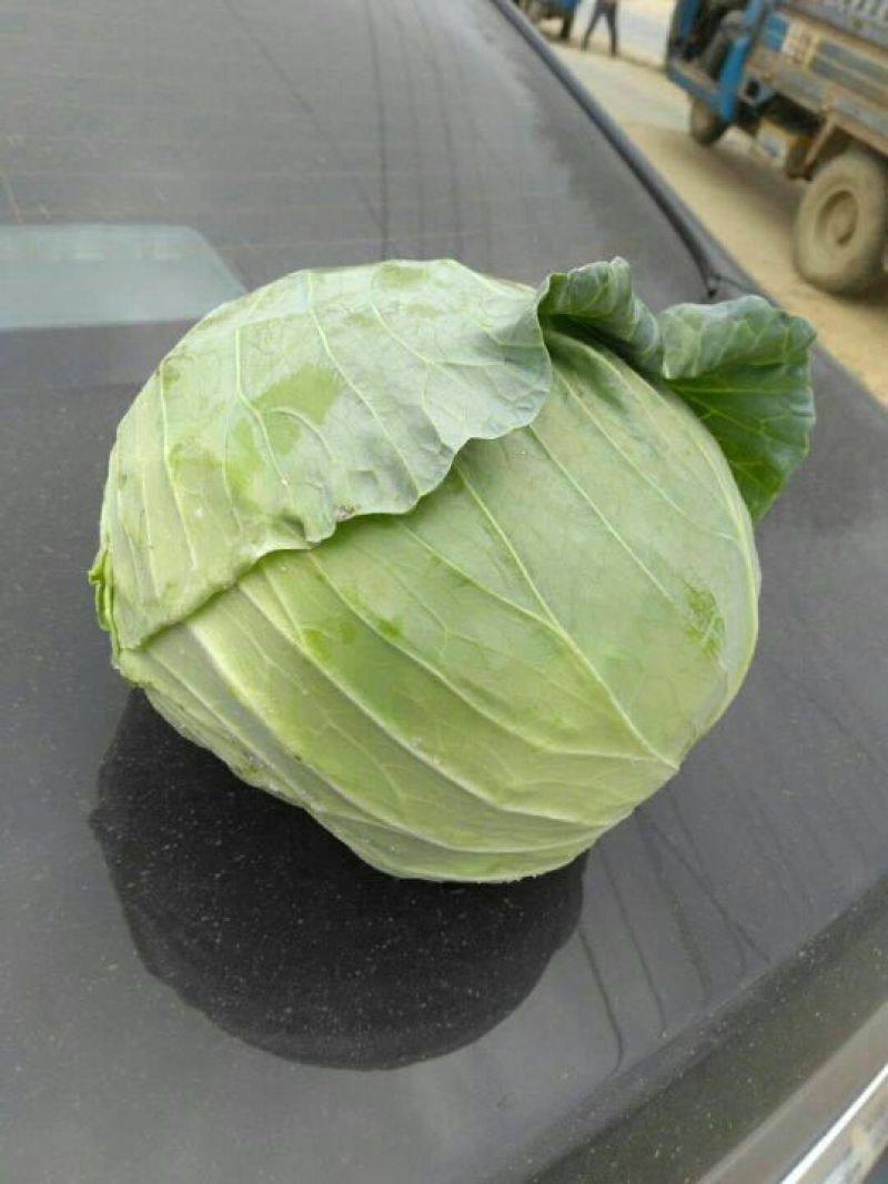 新野扁包菜万亩基地奥奇娜2~3公斤精品