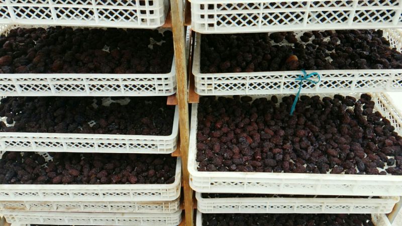 黑枣紫金枣马牙枣免洗非烟熏枣南枣乌枣非红枣狗头枣