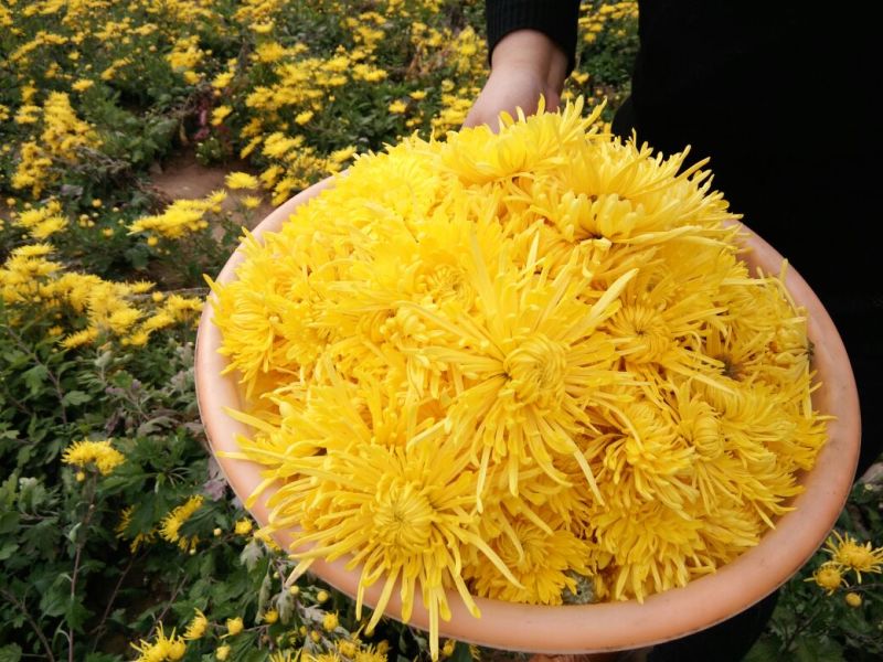 菊花茶特级