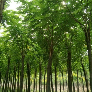 百茂园林常年低价供应各种规格嫁接香花槐香花槐