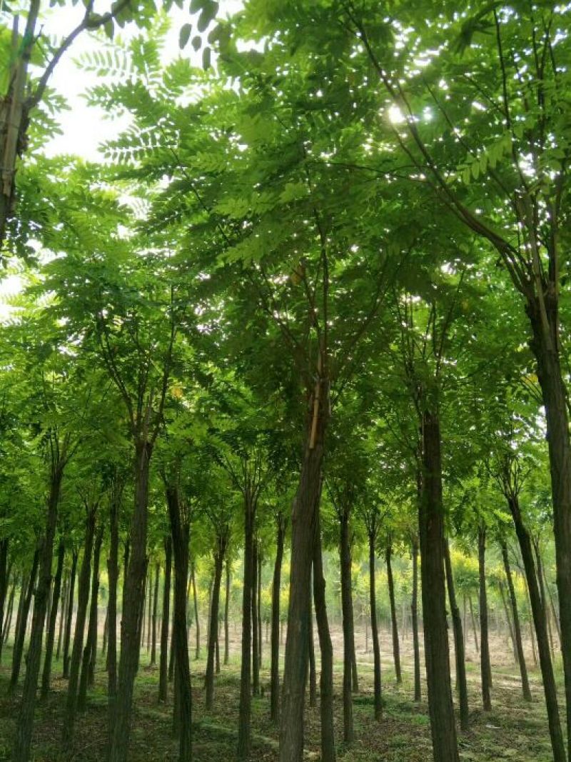 百茂园林常年低价供应各种规格嫁接香花槐香花槐