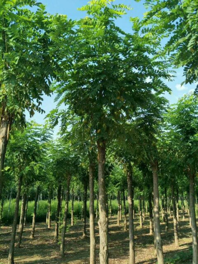 百茂园林常年低价供应各种规格嫁接香花槐香花槐