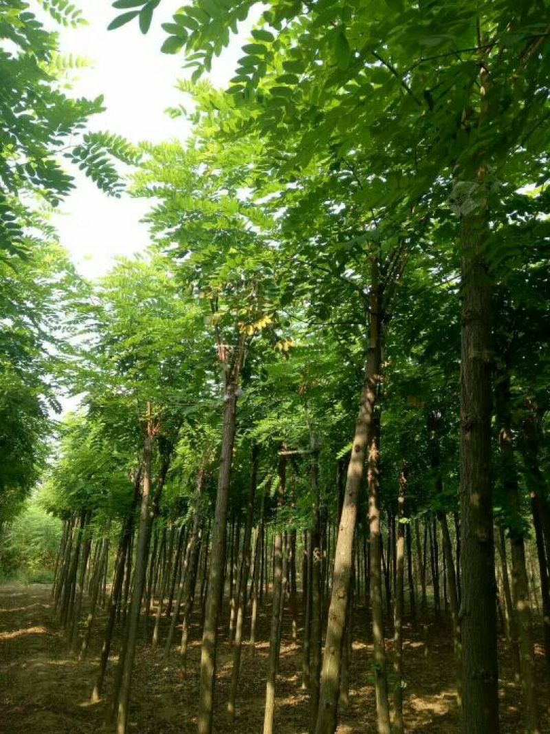 百茂园林常年低价供应各种规格嫁接香花槐香花槐