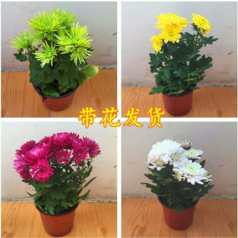 菊花可视频看货选货一亩田线上交易下单购买