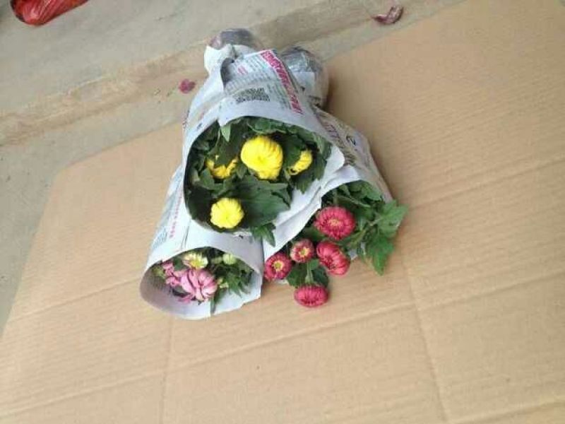 菊花可视频看货选货一亩田线上交易下单购买