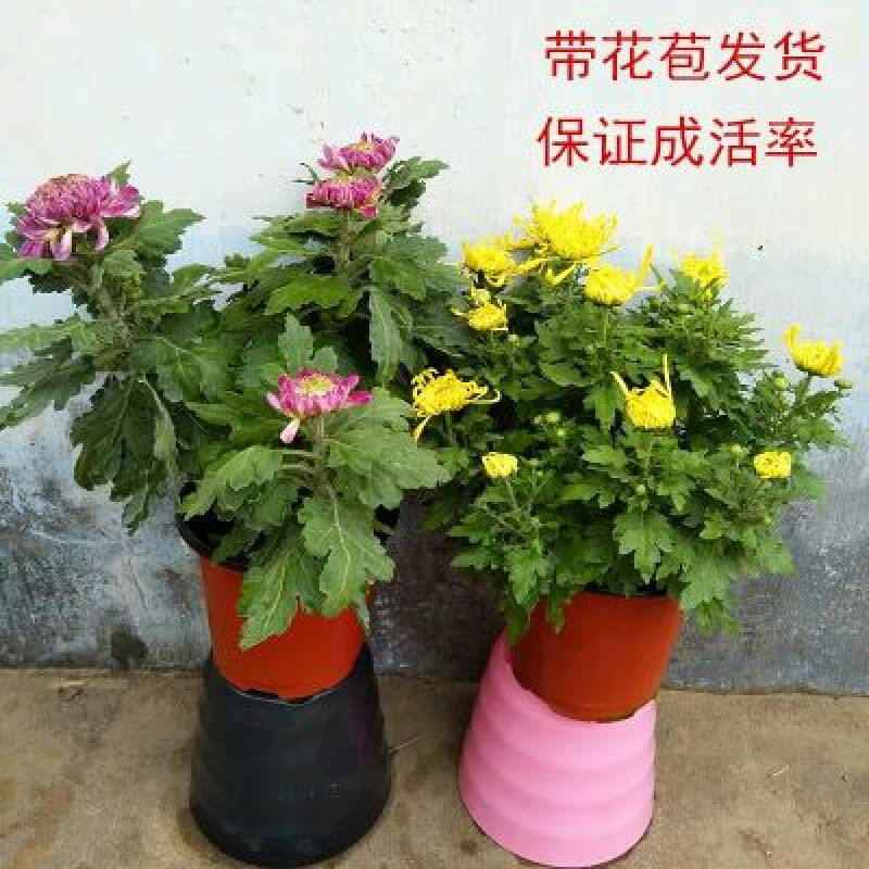 菊花可视频看货选货一亩田线上交易下单购买