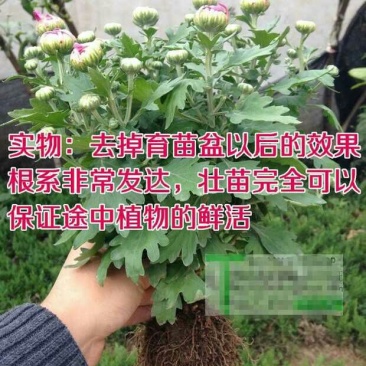 菊花可视频看货选货一亩田线上交易下单购买