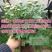 菊花可视频看货选货一亩田线上交易下单购买