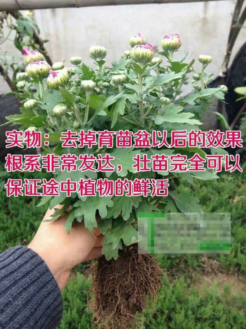 菊花可视频看货选货一亩田线上交易下单购买