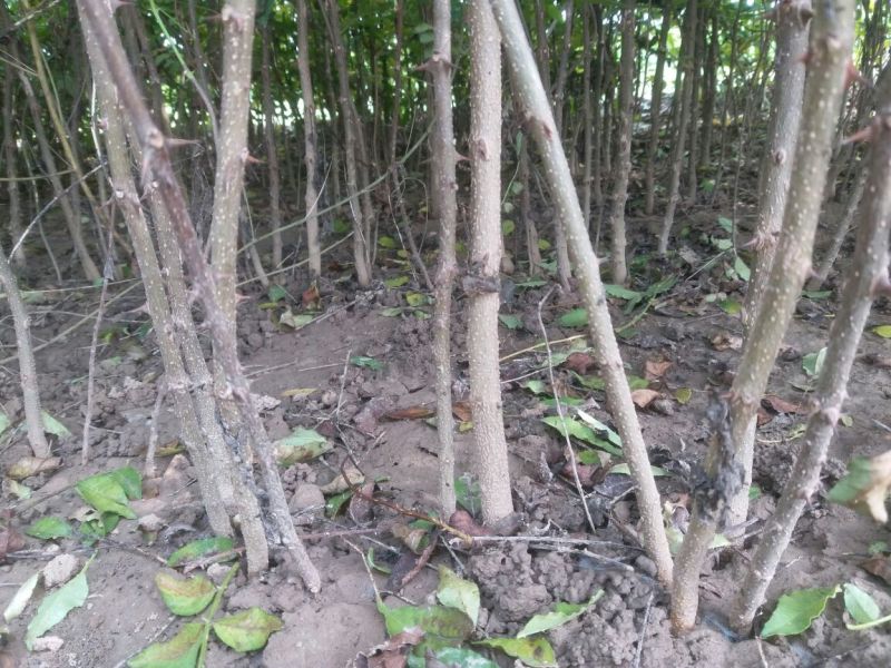 大红袍花椒树苗，规格齐全，河南货源，全国发货配送