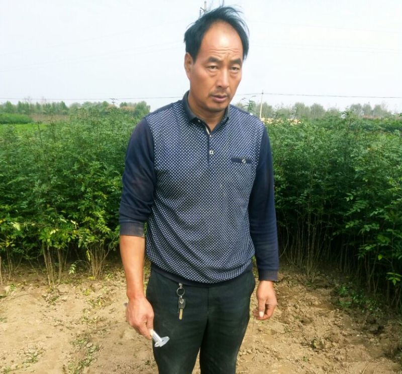大红袍花椒树苗，规格齐全，河南货源，全国发货配送