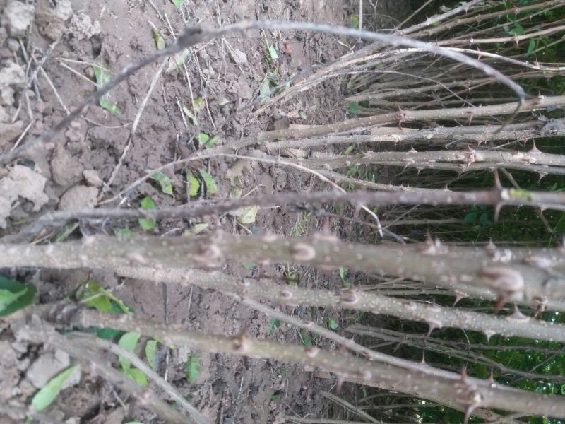 大红袍花椒树苗，规格齐全，河南货源，全国发货配送