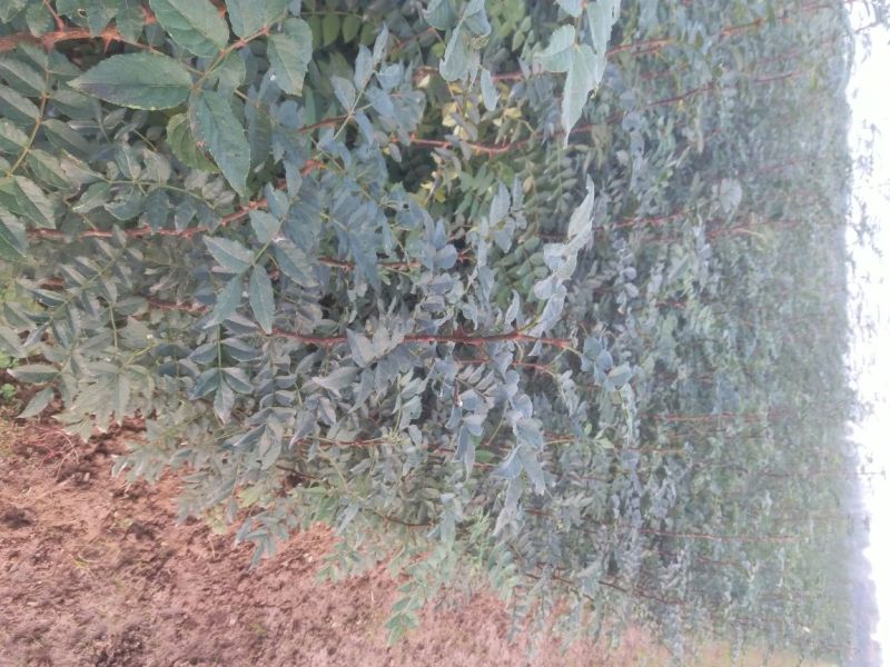 大红袍花椒树苗，规格齐全，河南货源，全国发货配送