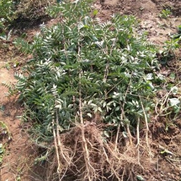 大红袍花椒苗优质花椒苗供货量大山西花椒苗