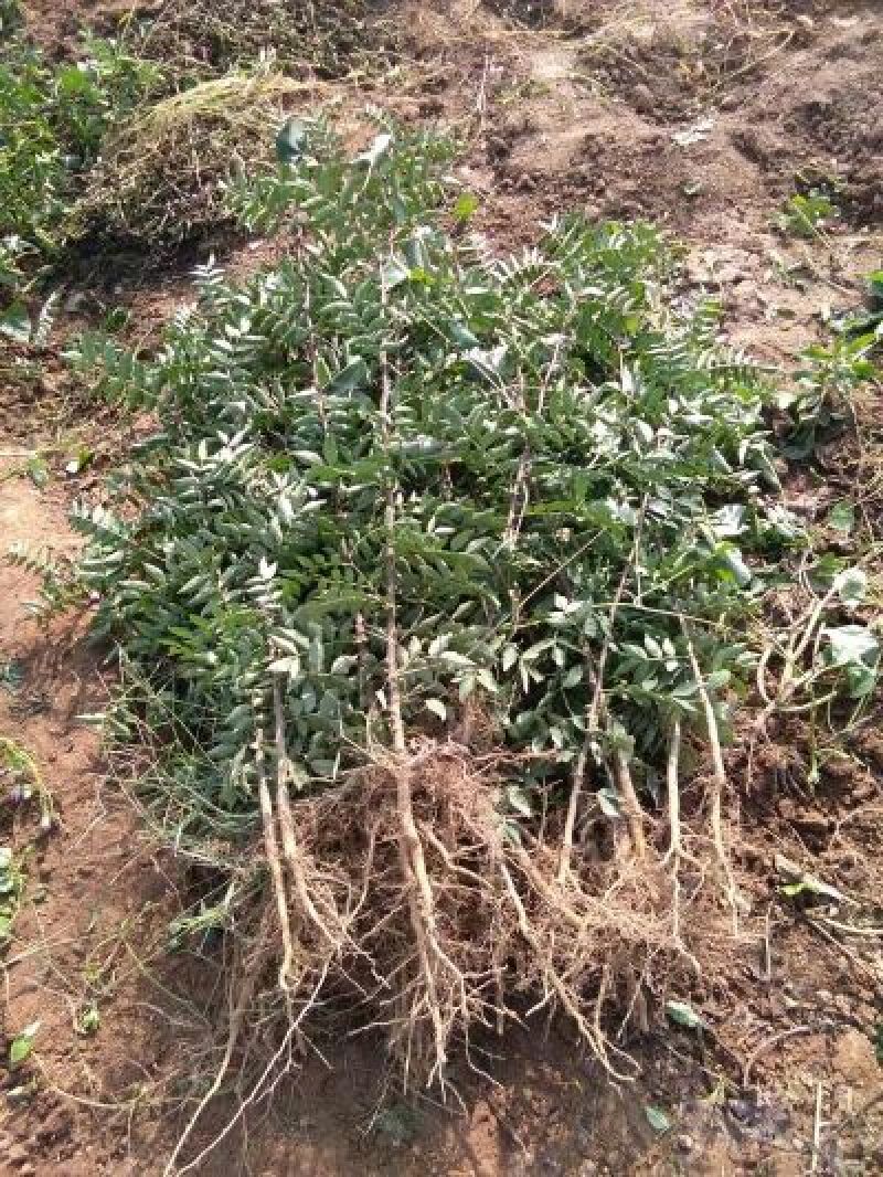 大红袍花椒苗优质花椒苗供货量大山西花椒苗