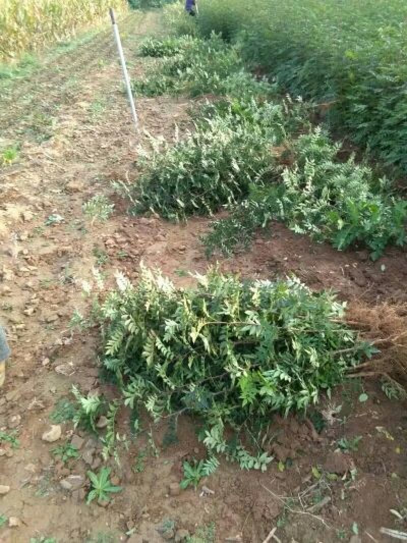 大红袍花椒苗优质花椒苗供货量大山西花椒苗