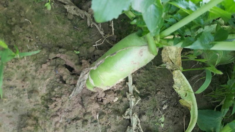 青萝卜1~1.5斤起