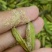 干白芨种子白芨果夹
