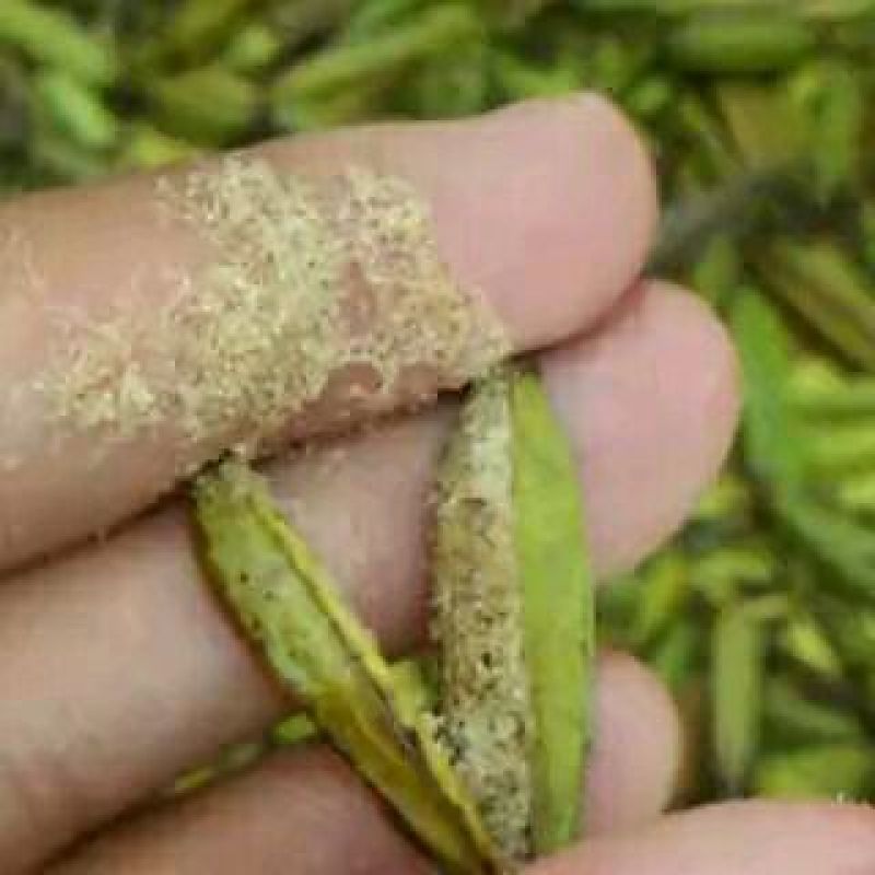 干白芨种子白芨果夹