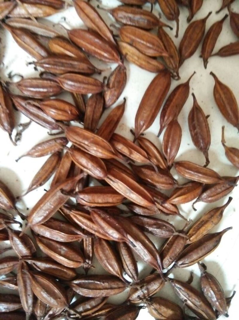 干白芨种子白芨果夹