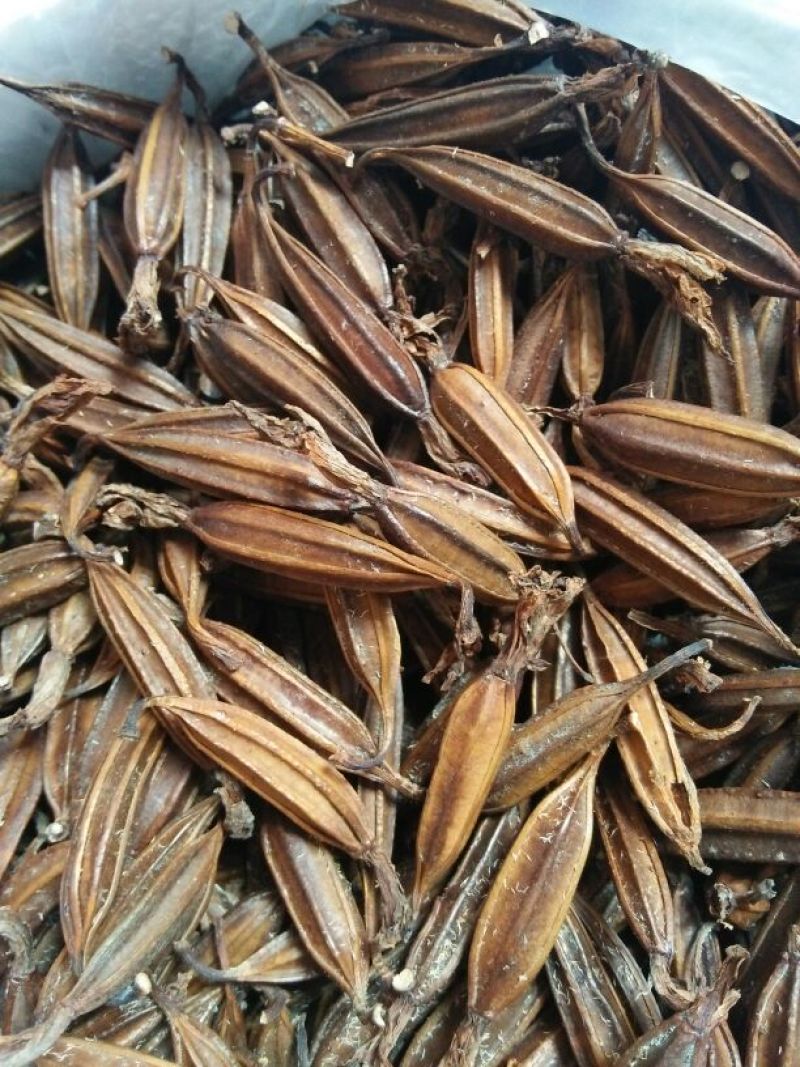 干白芨种子白芨果夹