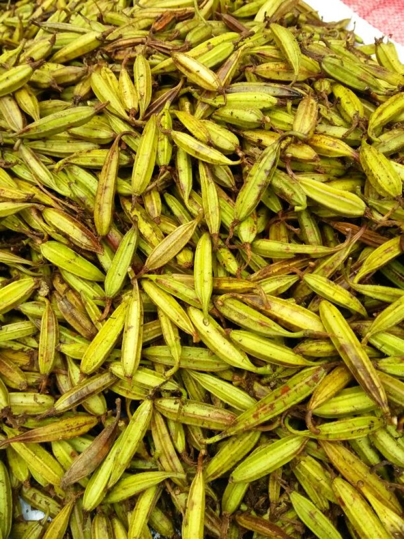 干白芨种子白芨果夹
