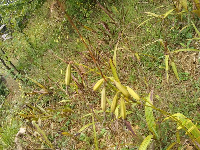 干白芨种子白芨果夹