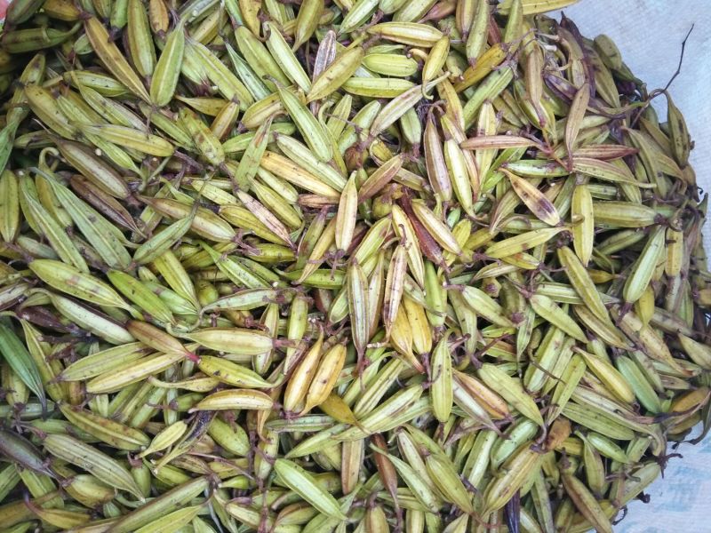 干白芨种子白芨果夹