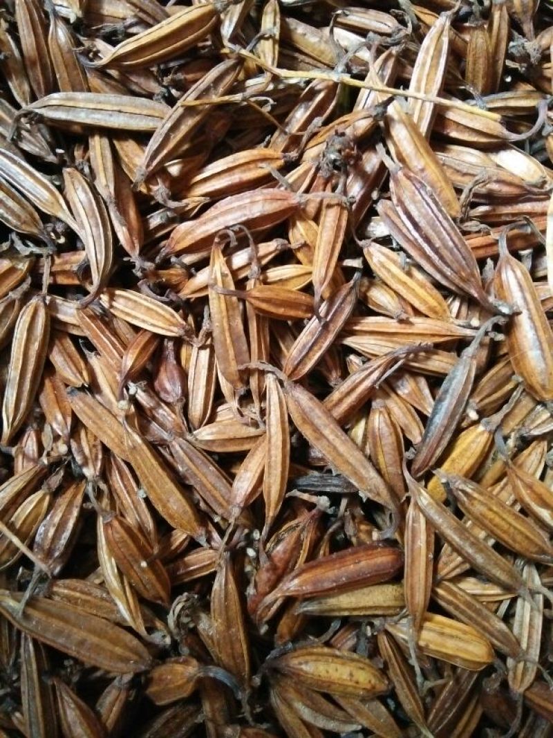 干白芨种子白芨果夹