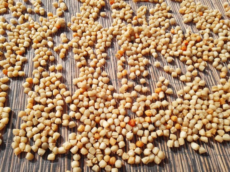 扇贝食用鲜活0.1只/kg以下