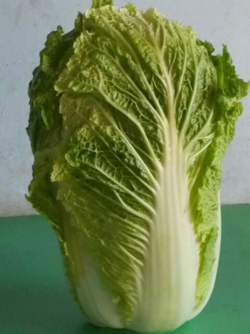 黄心菜白菜4~6斤净菜/白菜代办代发小赵