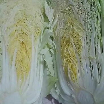 黄心菜白菜4~6斤净菜/白菜代办代发小赵