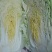 黄心菜白菜4~6斤净菜/白菜代办代发小赵