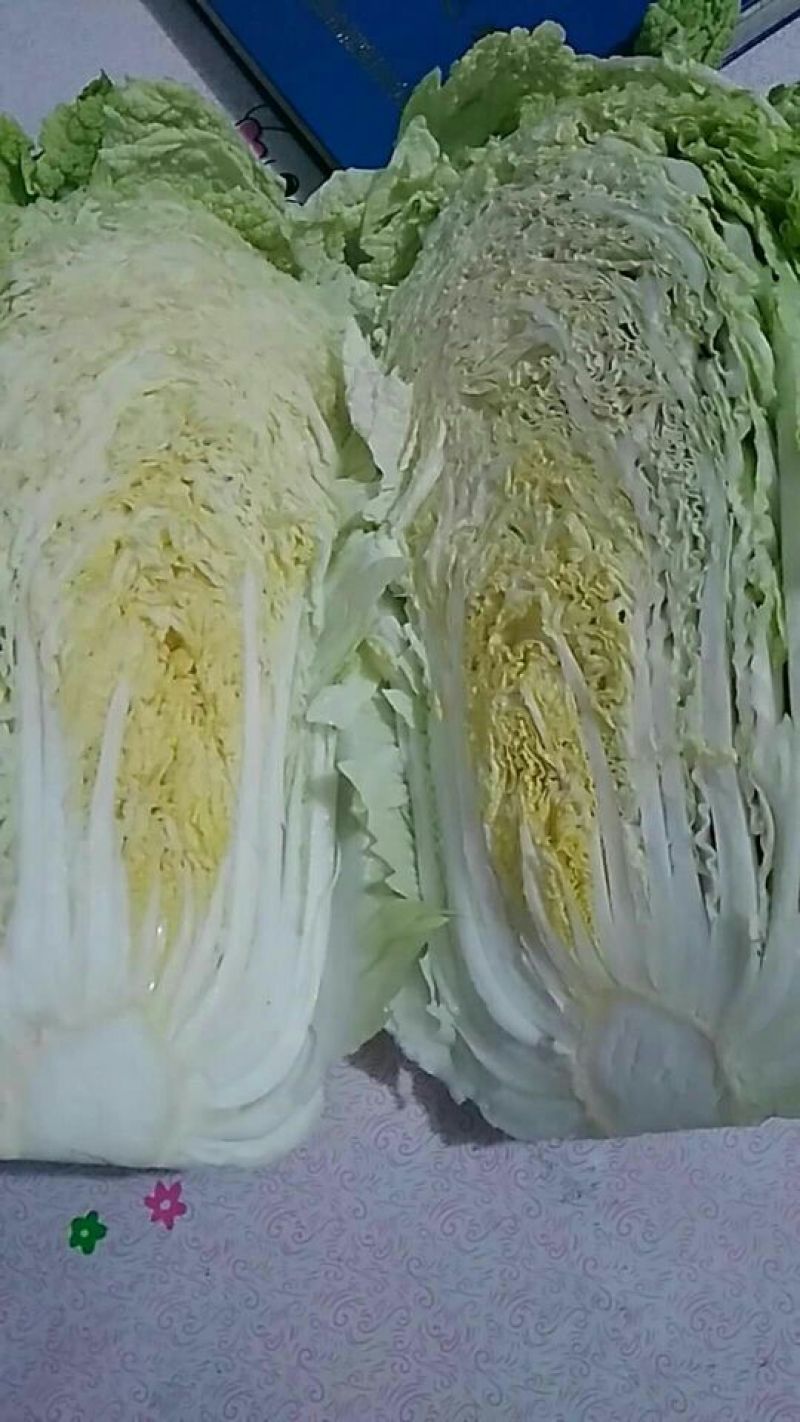 黄心菜白菜4~6斤净菜/白菜代办代发小赵