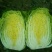 黄心菜白菜4~6斤净菜/白菜代办代发小赵