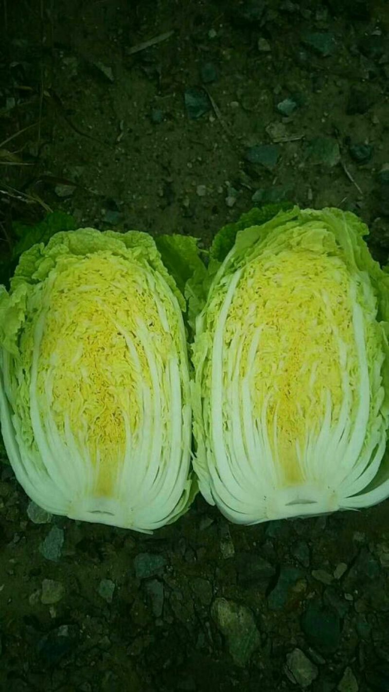 黄心菜白菜4~6斤净菜/白菜代办代发小赵