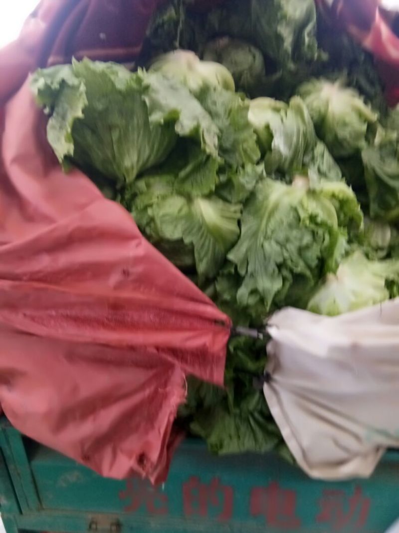 意大利生菜2两~3两价格便宜一条龙服务