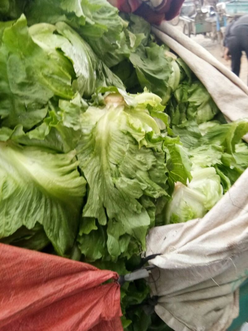 意大利生菜2两~3两价格便宜一条龙服务
