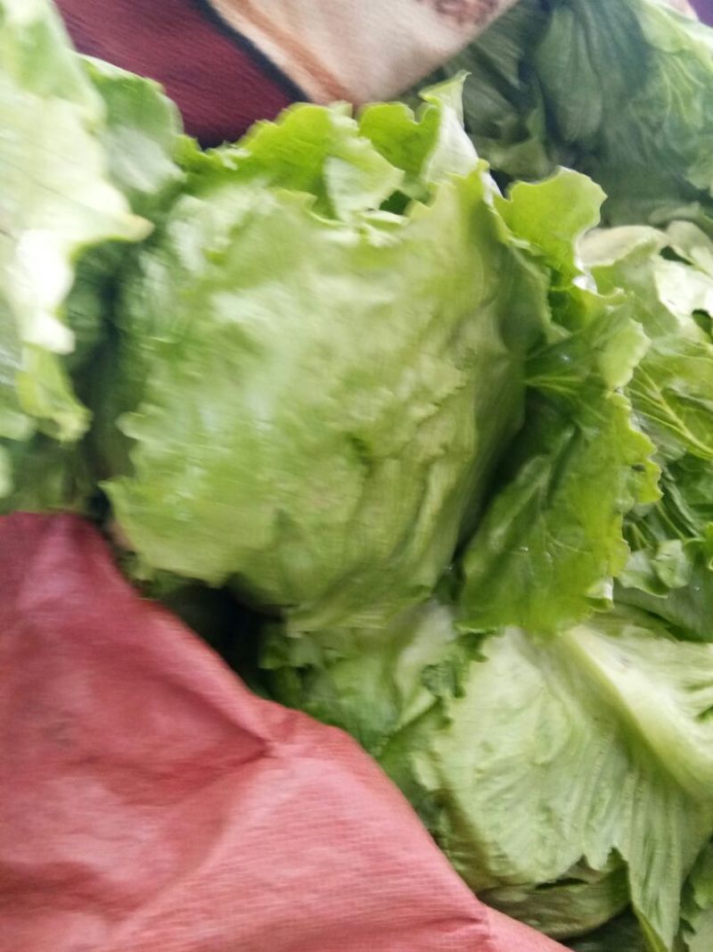 意大利生菜2两~3两价格便宜一条龙服务