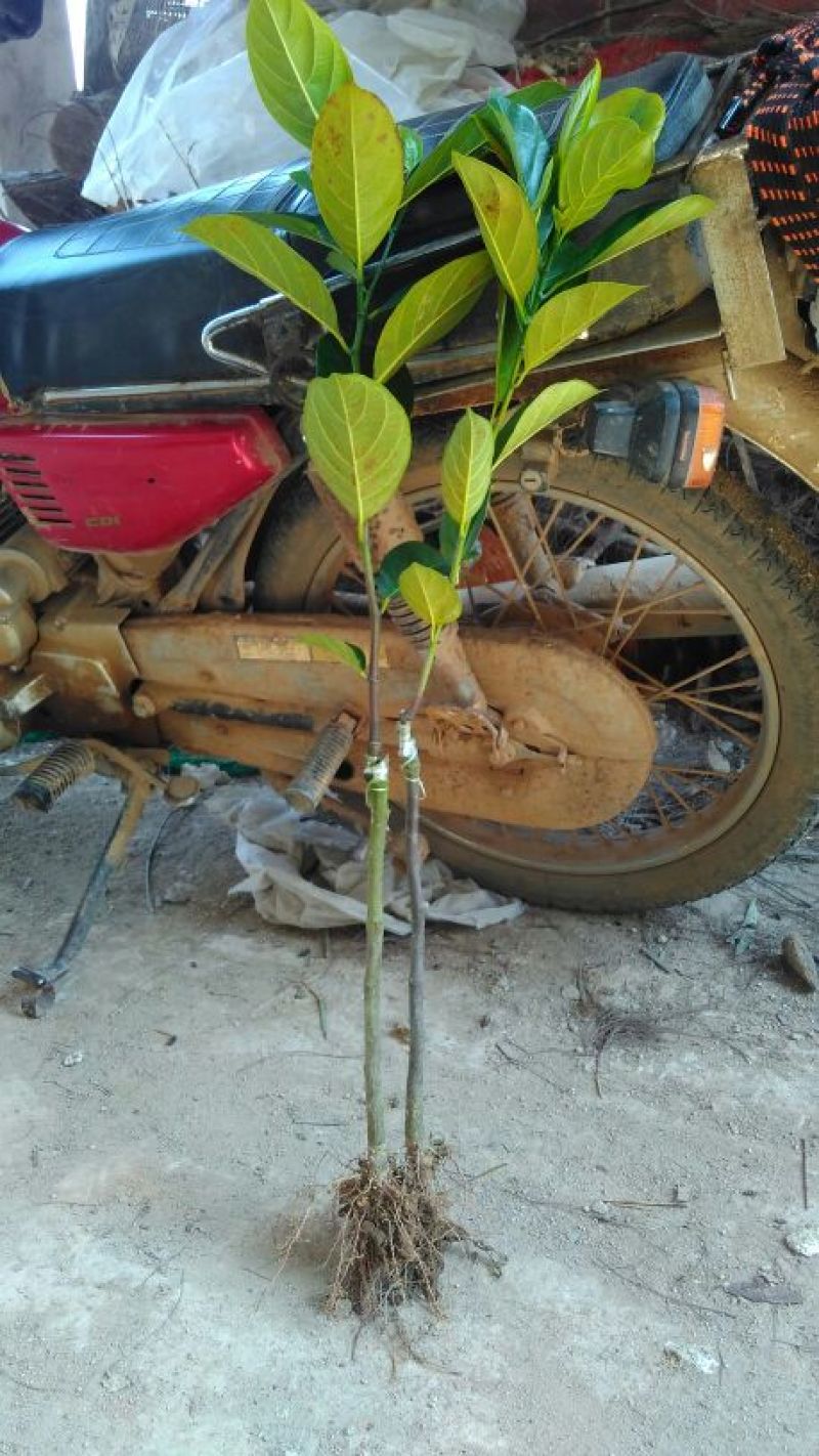 菠萝蜜苗稿接树