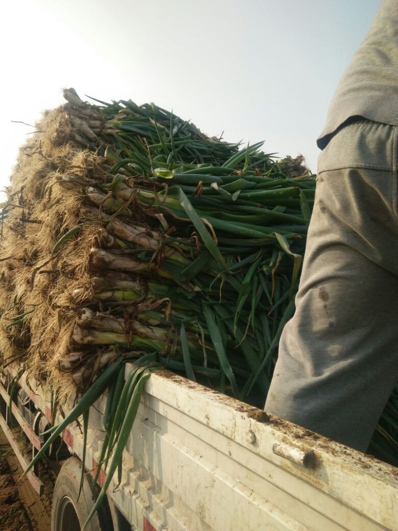 大葱毛葱3cm左右25cm以下！有需要的联系我