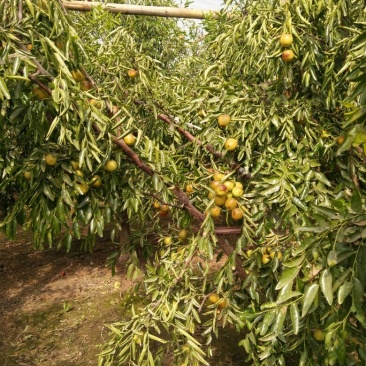 冬枣树苗80~110cm