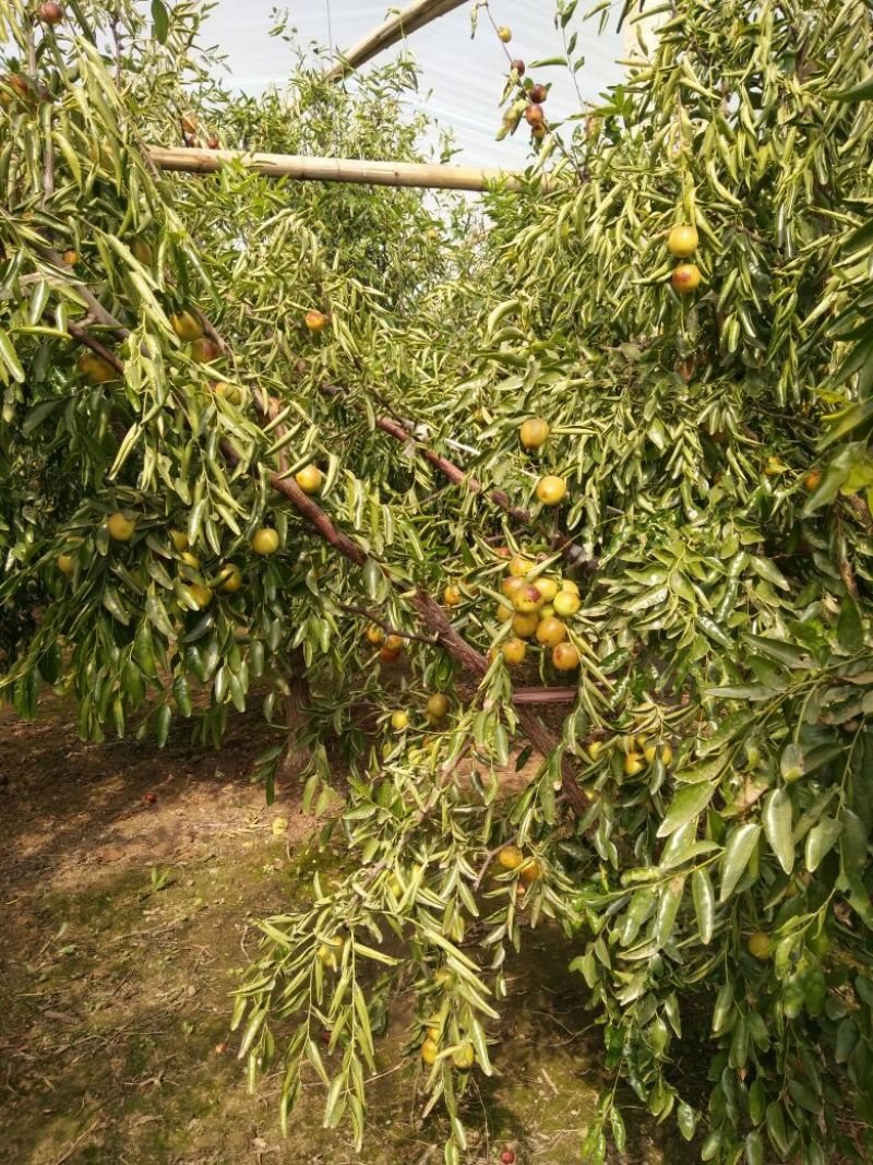 冬枣树苗80~110cm