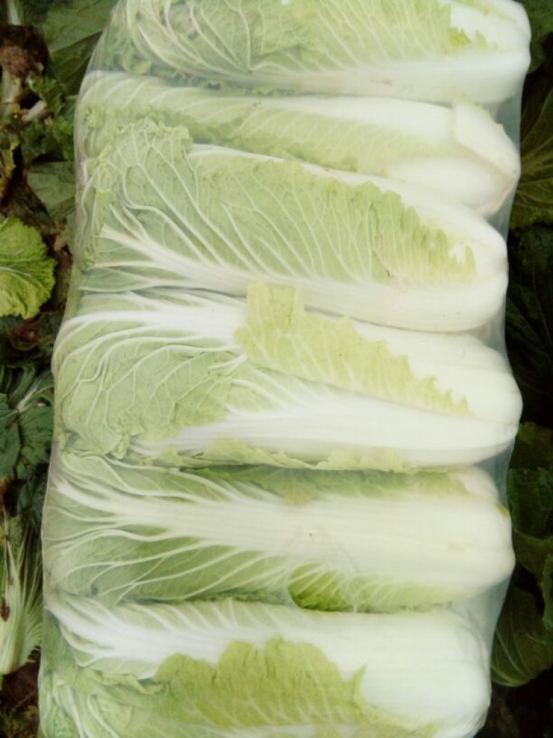 北京三号白菜净菜4~6斤