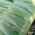 北京三号白菜净菜4~6斤
