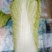 北京三号白菜净菜4~6斤